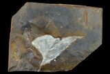 Fossil Ginkgo Leaf From North Dakota - Paleocene #133138-1